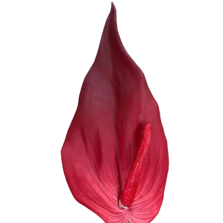 Rama Roja Antihurium 69cm